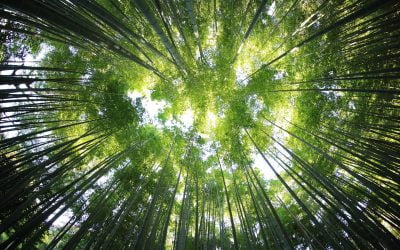 Même en forêt, le soleil brille
